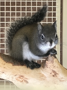 The Mount Graham red squirrel is part of a local species breeding program at the Phoenix Zoo. (Photo: W. Heuring/ACNC-Phoenix Zoo)
The Mount Graham red squirrel is part of a local species breeding program at the Phoenix Zoo. (Photo: W. Heuring/ACNC-Phoenix Zoo)